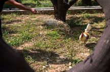 Culinary Agristory in Vathis - Kalymnos