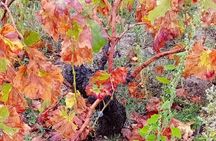Madrid Wine Tour: Visit Two Wineries with Tastings