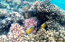 Snorkeling & banana & sofa boat in hurghada 