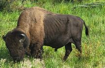 Bison Highway Road Tour