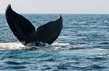 Whale Watching Guaranteed Experience in Puerto Vallarta