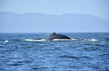 Whale Watching Guaranteed Experience in Puerto Vallarta