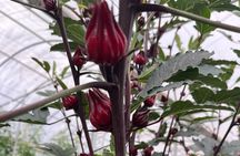 Edible Hibiscus Guided Farm Tour (Big Island)