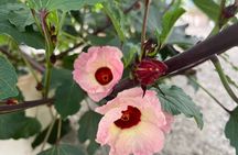 Edible Hibiscus Guided Farm Tour (Big Island)