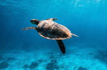 2x Snorkelling Phi Phi, Maiton, Maya Bay, khai islands tour