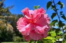 Edible Hibiscus Guided Farm Tour (Big Island)