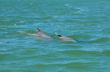Fort Myers Beach Dolphin & Sightseeing Tour Refreshments Included