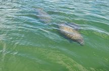 Fort Myers Beach Dolphin & Sightseeing Tour Refreshments Included