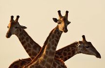 Giraffe Center Half Day Trip from Nairobi