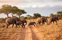 4 Day Serengeti Luxury Tented Camps Safari