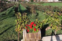 Fine Wine & Food Tasting Tour Ancient Wonders Nemea Nafplio Canal