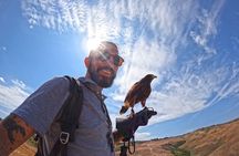 Falconry experience in Tuscany