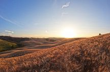 Falconry experience in Tuscany