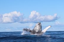Marine Big 5 Safari with transport from Hermanus