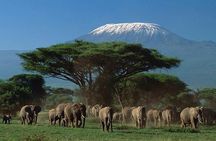 4-Day Amboseli National Park Safari on 4x4 Landcruiser Jeep