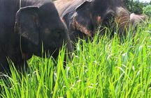 4-Hours Phuket Ethical Elephant Sanctuary Tour with Lunch