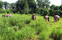 4-Hours Phuket Ethical Elephant Sanctuary Tour with Lunch