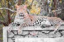 Half-Day Wild Safari in Kumana National Park