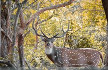 Half-Day Wild Safari in Kumana National Park