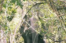 Half-Day Wild Safari in Kumana National Park