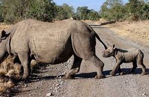 Day Tour to Olpajeta Conservancy from Nairobi With 4*4 Vehicle