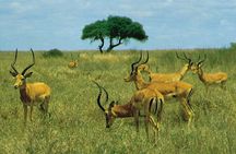 Private Tour Nairobi National Park, Giraffe Centre, Karen Blixen