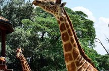 Private Tour Nairobi National Park, Giraffe Centre, Karen Blixen