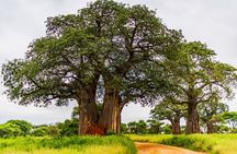 Private Safari in Tarangire National Park