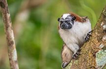 Private Panama Canal Boat + Wildlife Search