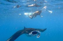 Lembongan Snorkeling Swim With Manta Rays and Island Tour