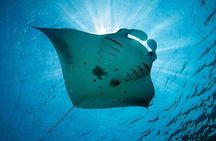 Swim With Manta Rays and Day Tour to Lembongan from Bali