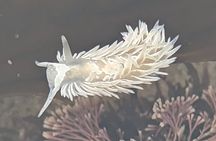 Explore San Diego Tide Pools with a Marine Biologist