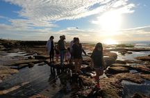 Explore San Diego Tide Pools with a Marine Biologist