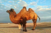 From Ica: Camel + buggy ride