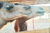 From Ica: Camel + buggy ride