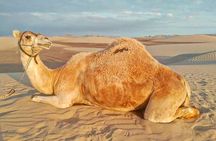From Ica: Camel + buggy ride