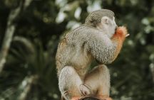 Monkey Jungle with Zip line