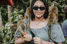 Monkey Jungle with Zip line