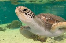 Cairns Aquarium General Admission and Turtle Hospital Tour