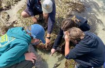 Explore San Diego Tide Pools with a Marine Biologist