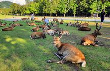 Full Day Guided Tour to Nara from Osaka by Van