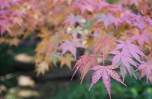 Nagoya Autumn Leaves Private Tour