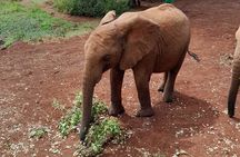 Giraffe Centre and Animal Orphanage Guided Tour In Nairobi. 