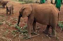Giraffe Centre and Animal Orphanage Guided Tour In Nairobi. 