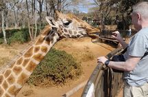 Giraffe Centre and Animal Orphanage Guided Tour In Nairobi. 