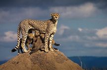 5 Days Mombasa,Tsavo East, Taita Salt Lick, Tsavo West, Amboseli,