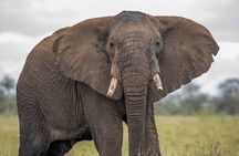  Big Five Luxury Safari in Tanzania