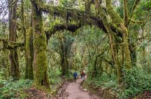 Private 1 Day Hike in Kilimanjaro Mountain
