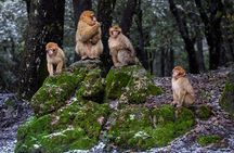 Middle Atlas Mountains, Cedar Forest and Azrou Day Trip from Fez