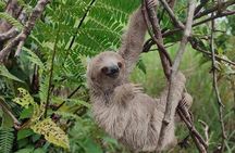 Rio Celeste hiking, Sloth Farm Tour and Waterfall